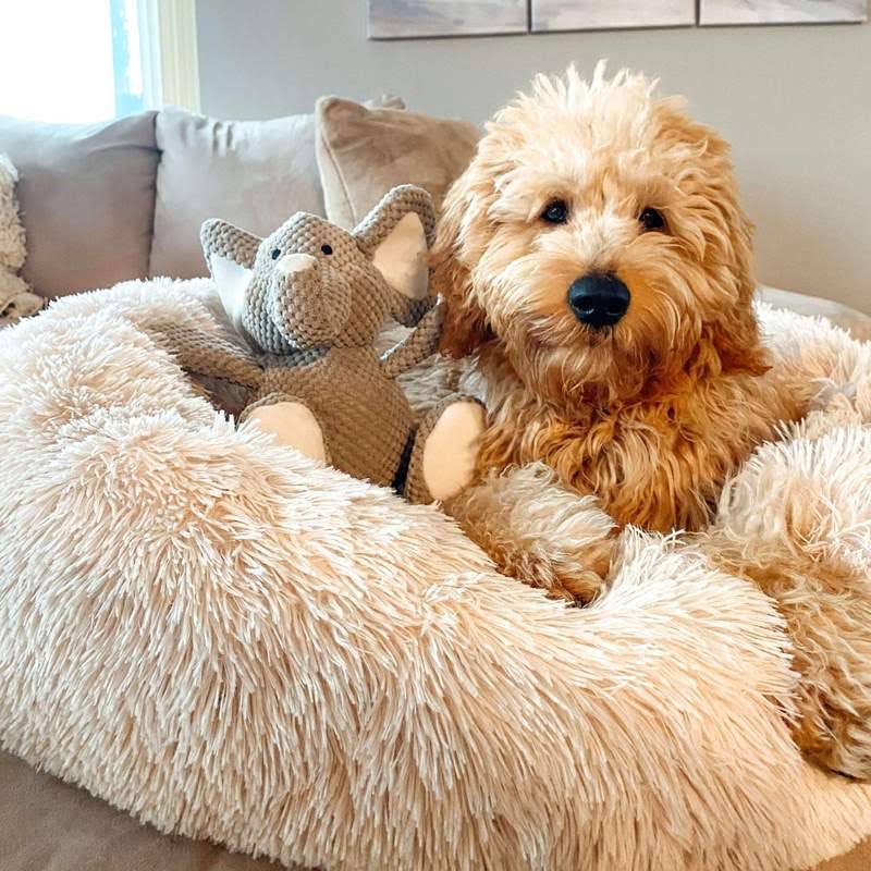 CozyPaws™ Calming Dog Bed – Ultimate Comfort for All Dogs 9