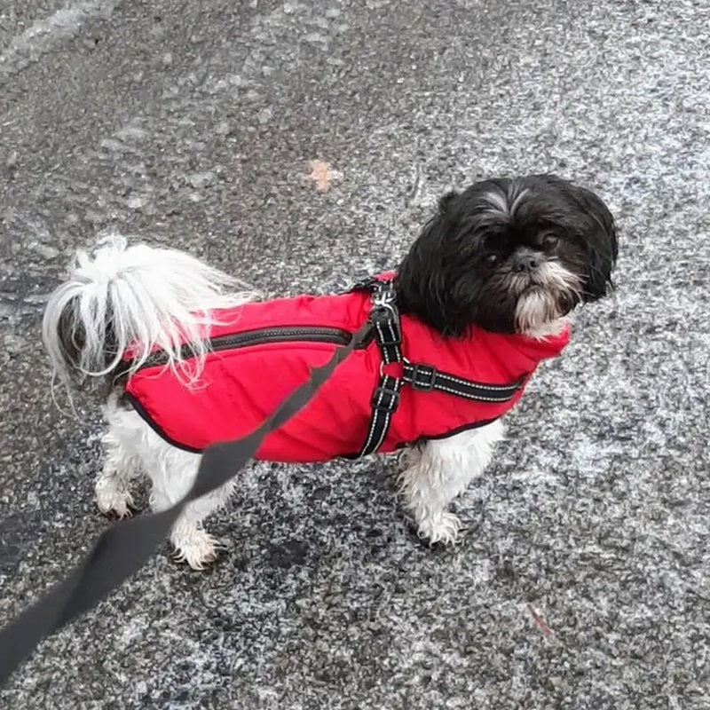 CozyPaws™ Waterproof Dog Jacket - Ultimate Winter Coat for All Breeds 7