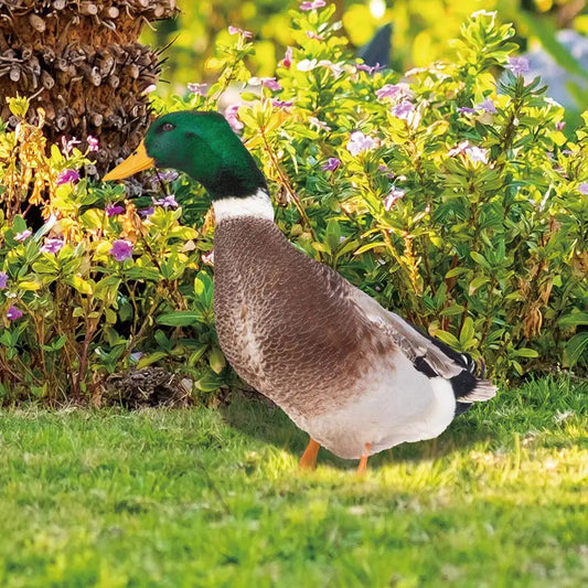 GardenQuack™ Outdoor Duck Statue – Whimsical Garden Decoration for Lawn Ornaments - 1