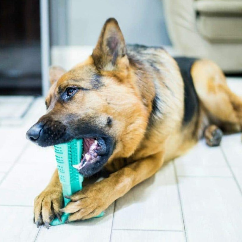 Dog Toothbrush For Clean Teeth and Tooth Decay Prevention
